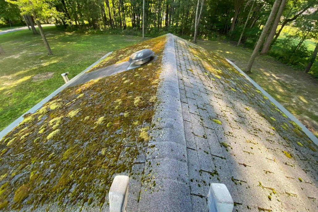 Extremely Overgrown Howland Roof Before Being Cleaned.